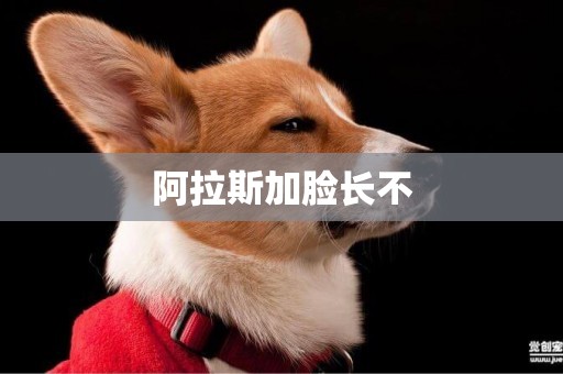 阿拉斯加臉長不