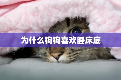 為什么狗狗喜歡睡床底