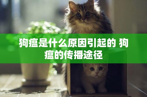 狗瘟是什么原因引起的 狗瘟的傳播途徑
