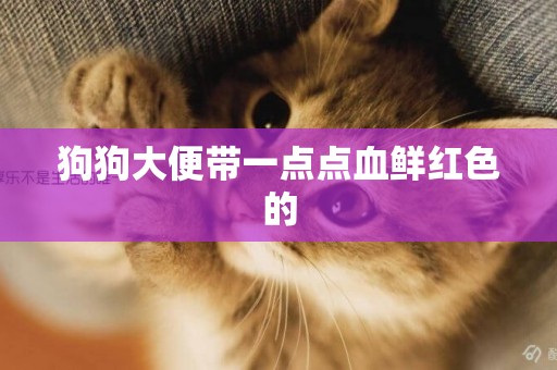 狗狗大便帶一點點血鮮紅色的