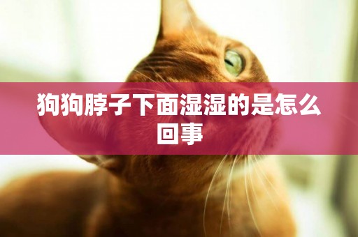 狗狗脖子下面濕濕的是怎么回事