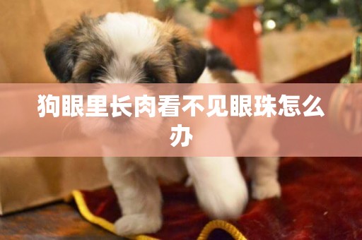狗眼里長肉看不見眼珠怎么辦