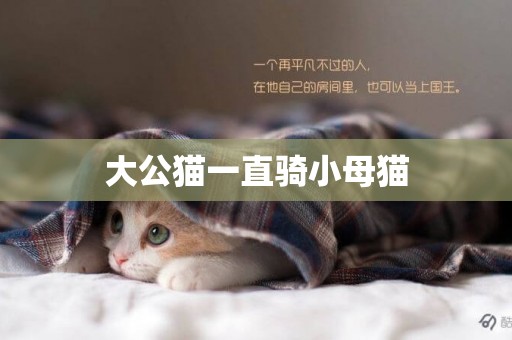 大公貓一直騎小母貓