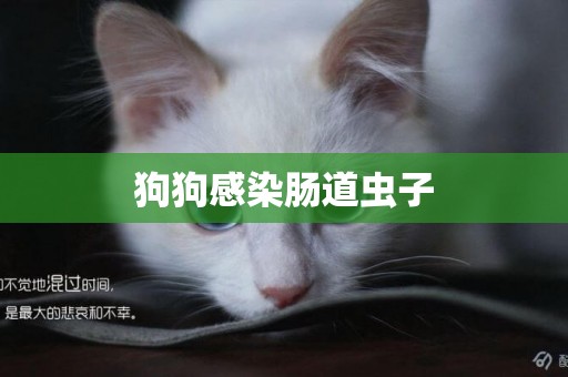 狗狗感染腸道蟲子