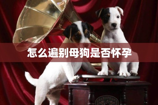 怎么遍別母狗是否懷孕