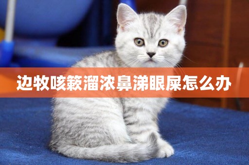 邊牧咳簌溜濃鼻涕眼屎怎么辦