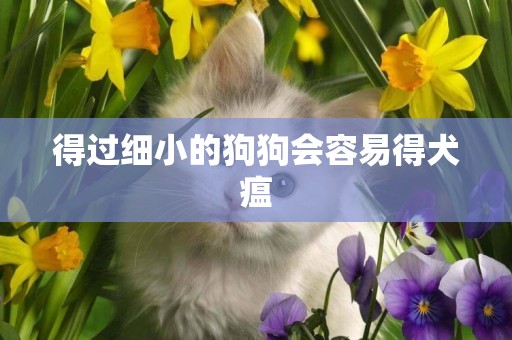 得過細小的狗狗會容易得犬瘟