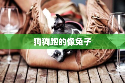 狗狗跑的像兔子