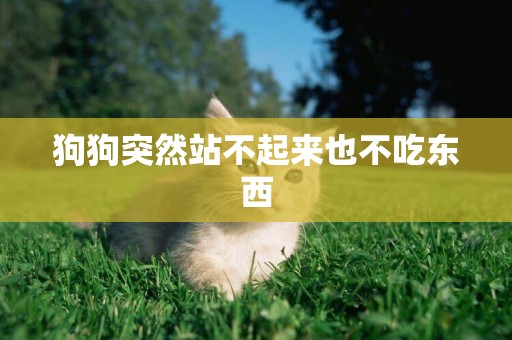 狗狗突然站不起來也不吃東西