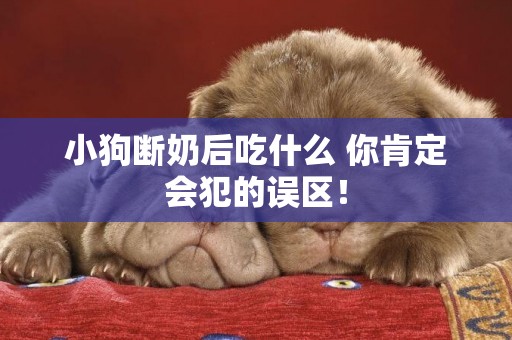 小狗斷奶后吃什么 你肯定會犯的誤區！