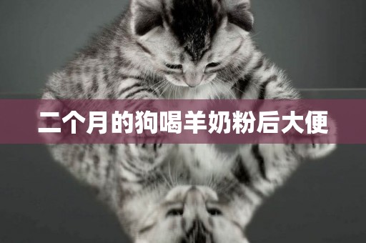 二個月的狗喝羊奶粉后大便