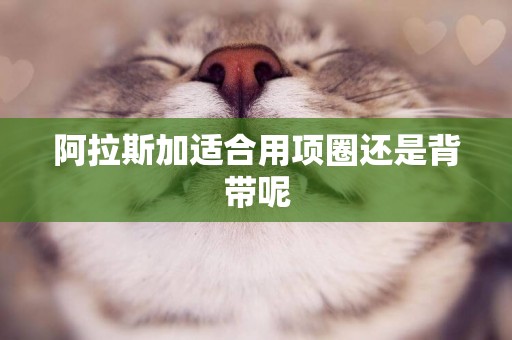 阿拉斯加適合用項圈還是背帶呢