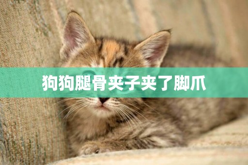 狗狗腿骨夾子夾了腳爪