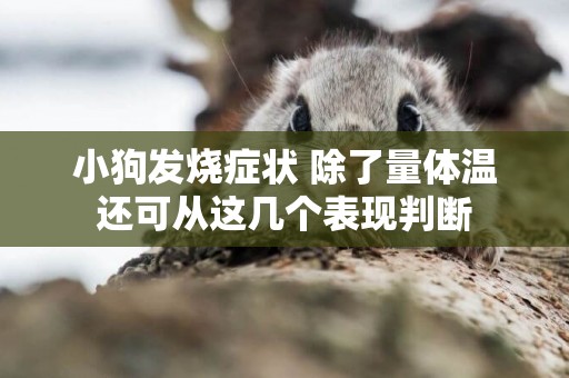 小狗發燒癥狀 除了量體溫還可從這幾個表現判斷