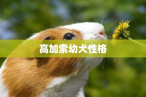 高加索幼犬性格