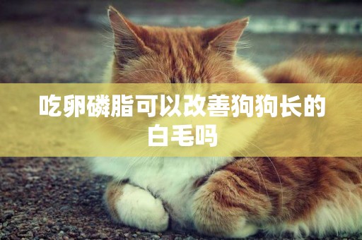 吃卵磷脂可以改善狗狗長的白毛嗎