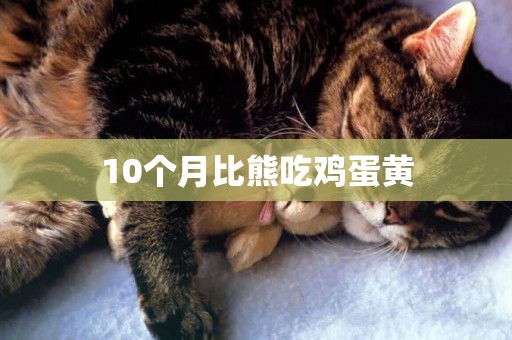 10個月比熊吃雞蛋黃