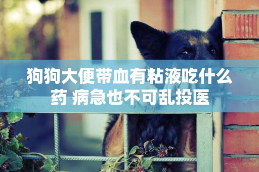 狗狗大便帶血有粘液吃什么藥 病急也不可亂投醫