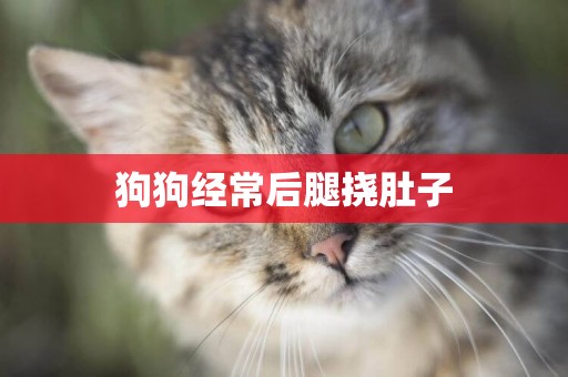 狗狗經常后腿撓肚子