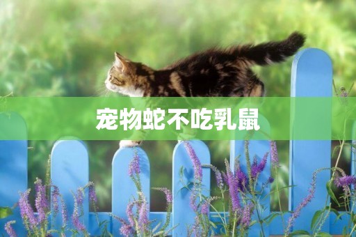 寵物蛇不吃乳鼠