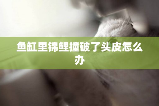 魚缸里錦鯉撞破了頭皮怎么辦