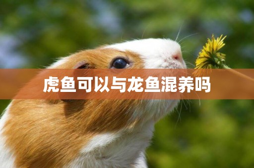 虎魚可以與龍魚混養嗎