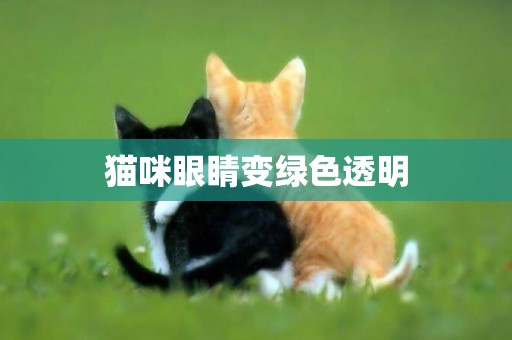 貓咪眼睛變綠色透明
