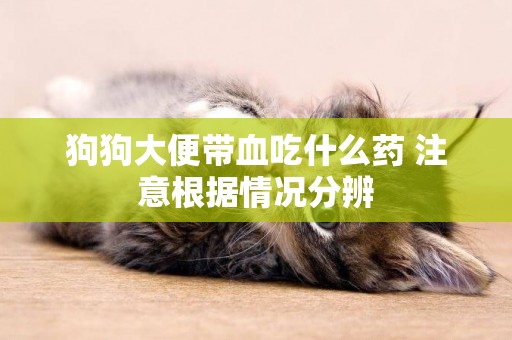 狗狗大便帶血吃什么藥 注意根據情況分辨 狗狗大便帶血吃什么藥 注意根據情況分辨