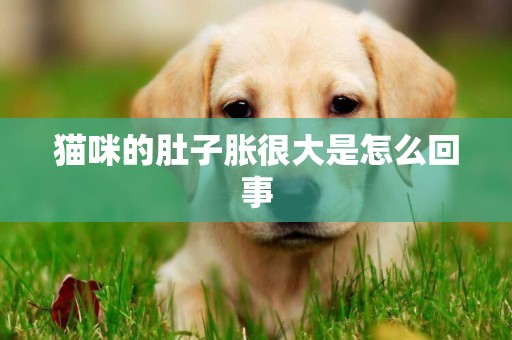 貓咪的肚子脹很大是怎么回事
