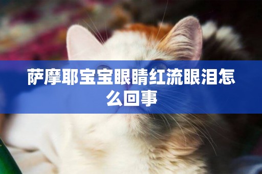 薩摩耶寶寶眼睛紅流眼淚怎么回事
