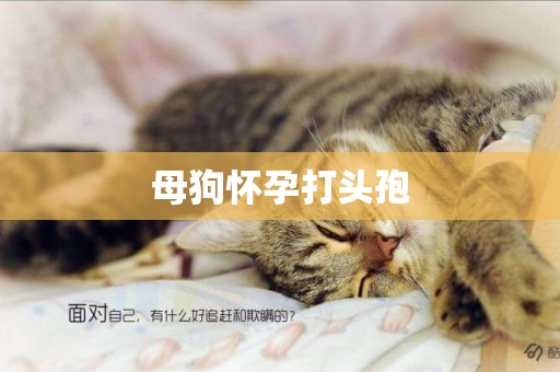 母狗懷孕打頭孢