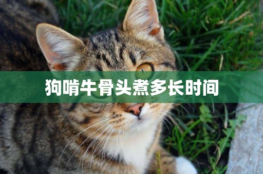 狗啃牛骨頭煮多長時間