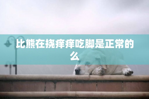 比熊在撓癢癢吃腳是正常的么