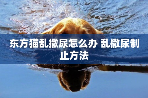 東方貓亂撒尿怎么辦 亂撒尿制止方法