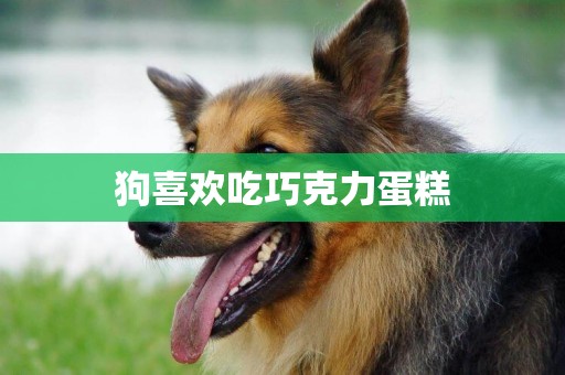 狗喜歡吃巧克力蛋糕