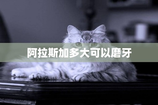 阿拉斯加多大可以磨牙
