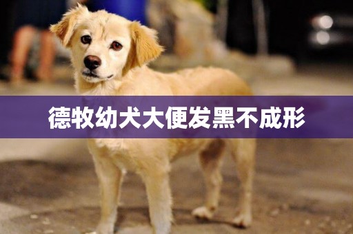 德牧幼犬大便發黑不成形