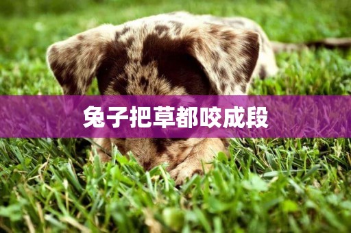 兔子把草都咬成段