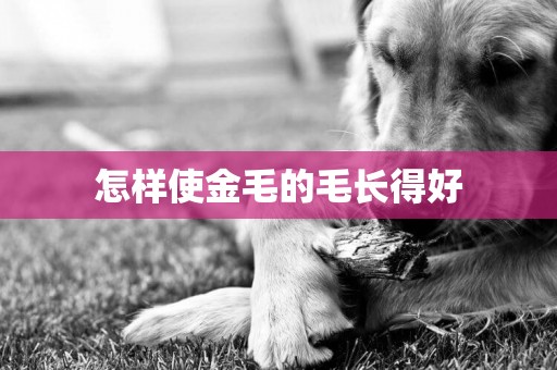 怎樣使金毛的毛長得好