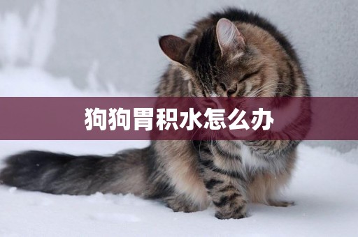 狗狗胃積水怎么辦