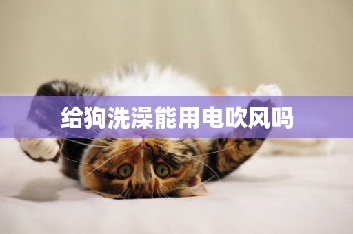 給狗洗澡能用電吹風嗎