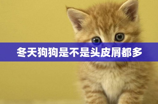 冬天狗狗是不是頭皮屑都多
