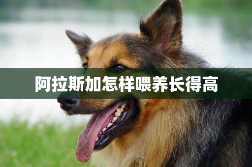 阿拉斯加怎樣喂養長得高