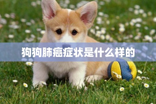 狗狗肺癌癥狀是什么樣的