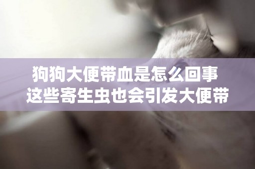 狗狗大便帶血是怎么回事 這些寄生蟲也會引發大便帶血！