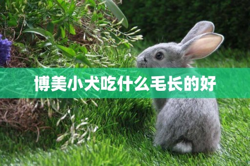 博美小犬吃什么毛長的好