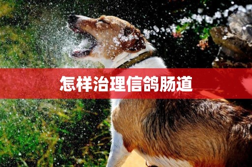 怎樣治理信鴿腸道