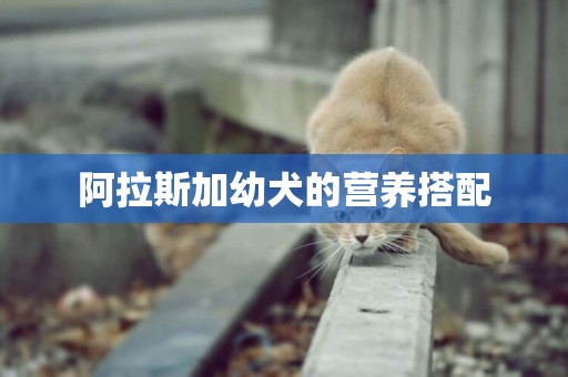 阿拉斯加幼犬的營養搭配