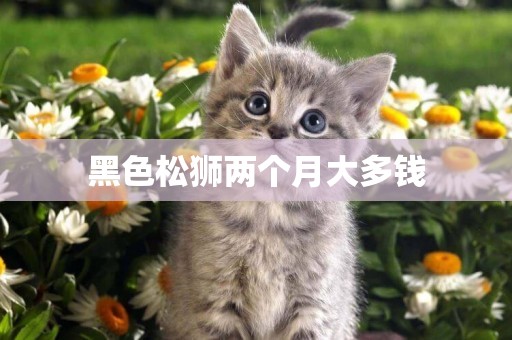 黑色松獅兩個月大多錢