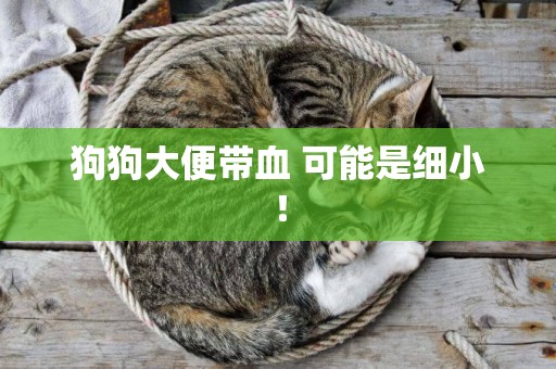 狗狗大便帶血 可能是細小！
